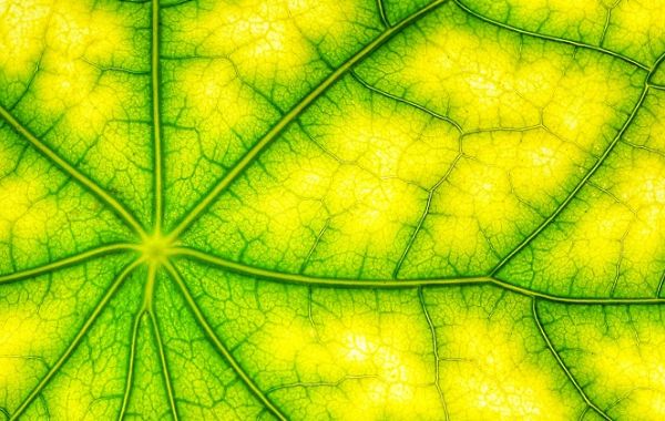 Photosynthesis, Natue, Leaf Green.